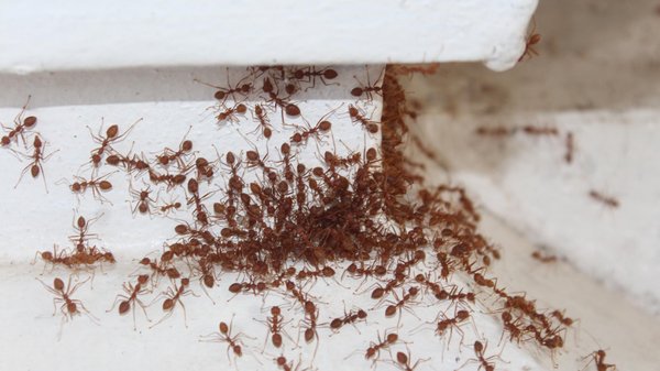 Les inconvénients d'une invasion de fourmis chez soi !